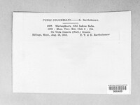 Microsphaera alni var. ludens image